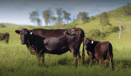 Hancock expands WA Wagyu breeding capacity with Dongara property