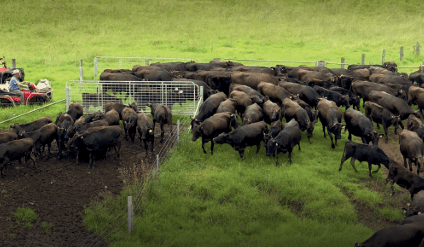 Gateway Wagyu cattle and property assets sell to established industry players