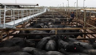 Roma sale 25 Mar 2025: Oilskins and umbrellas
