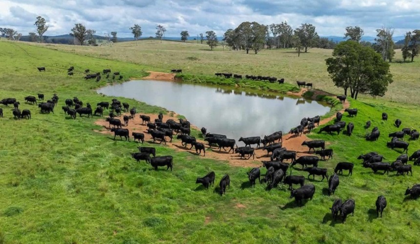 $120m pricetag expected for New England’s McPhee Beef Farms