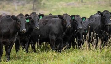 McPhee Beef Farms sells for more than $150m in staged sale process
