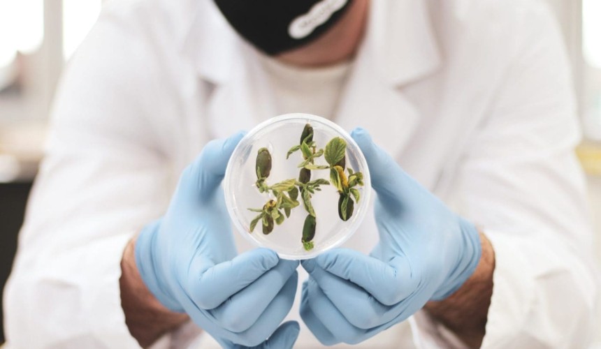 Bovine DNA in Peas? The future of meat alternatives gets weirder