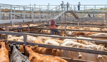 Roma sale 4 Mar 2025: Softer market for 6294 head