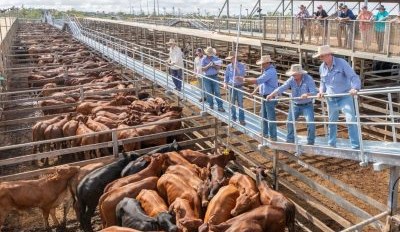 Is the $5 cattle levy still fit-for-purpose?