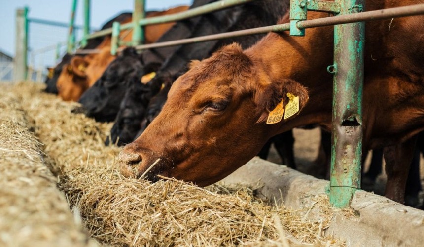 Rumin8 achieves a 95.2pc methane reduction in cattle trial at UC Davis