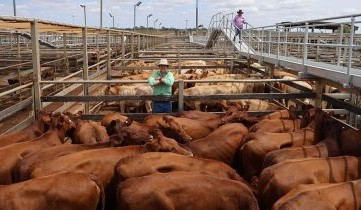Roma sale 18 Mar 2025: Mixed quality reflected in prices