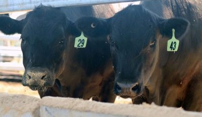 New dry probiotic a game-changer for Aussie feedlots