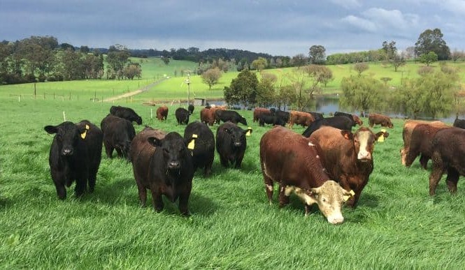 Lardner Park steer trial’s 50-year history shows the beef industry’s ability to adapt