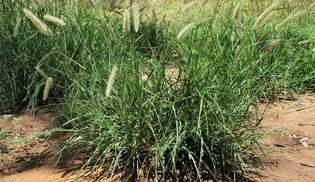 NT buffel grass survey opens