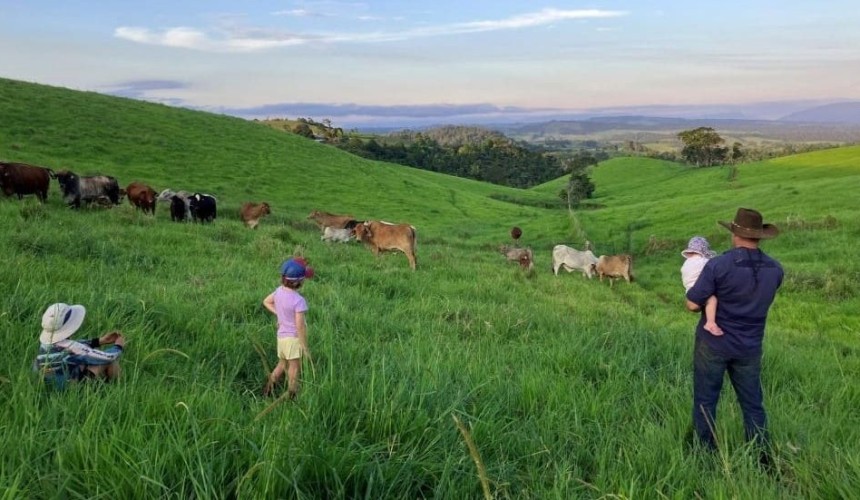 Atherton Tableland: A high-performance grass-finishing ‘island’ in a sea of rough NQ breeding country