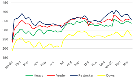 Regional markets roundup: Cattle markets under supply pressure, rain needed