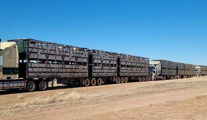 No 25: Strasburg Livestock Transport