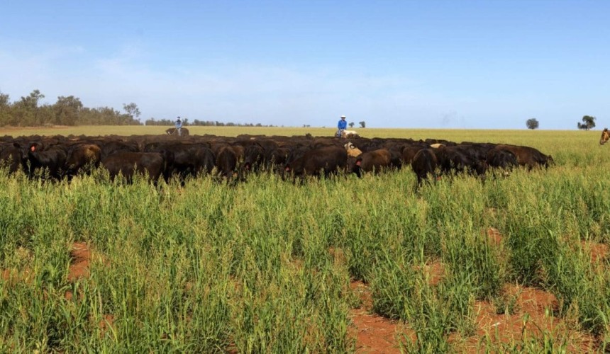 Strategies to keep your beef herd pestivirus-free