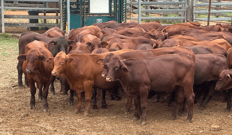 Rain pushes online offering 24pc lower; heifers and breeding females strengthen