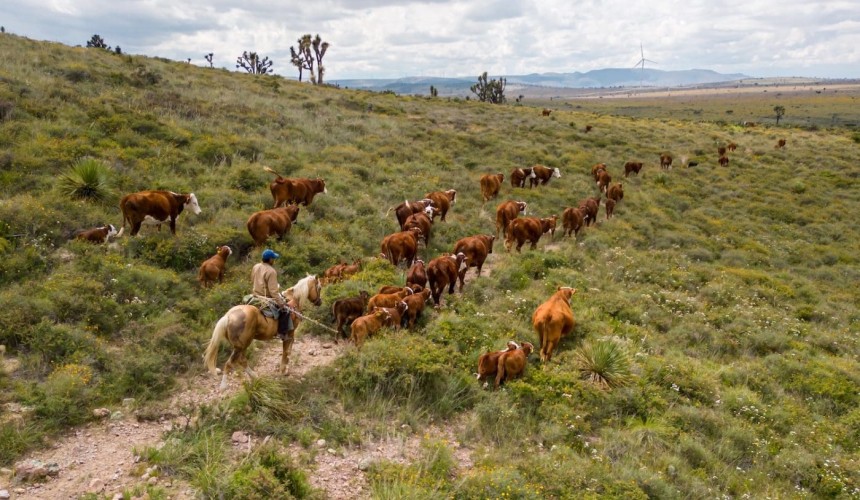 US and Mexico resolve standoff over Screwworm response