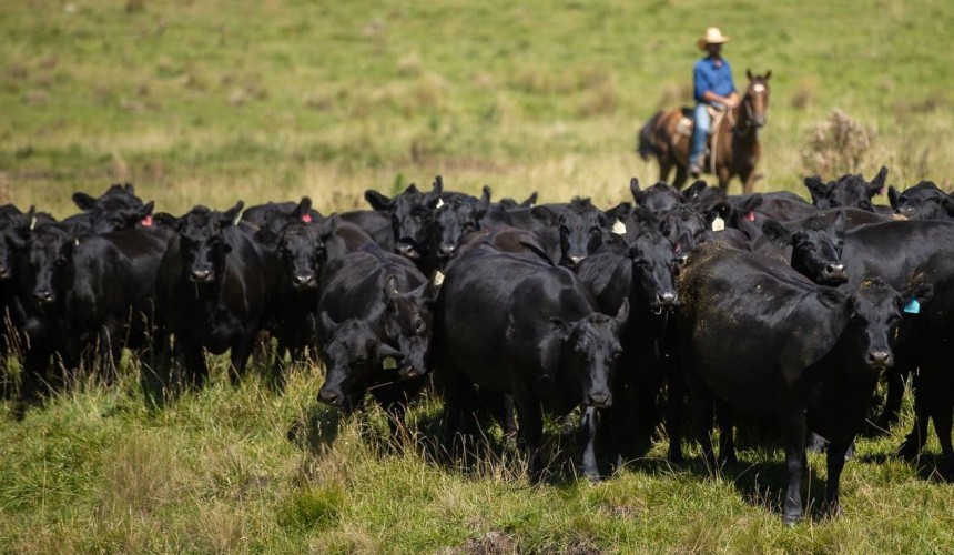 Beef producers more positive despite global uncertainty, MLA report