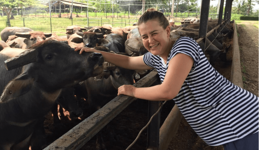 The North’s buffalo dilemma