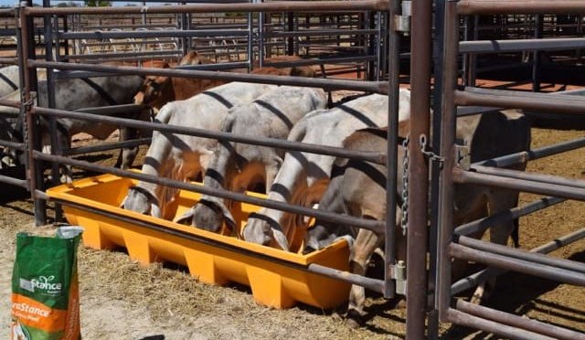 NT study pinpoints cottonseed supplementary feeding ‘sweet-spot’