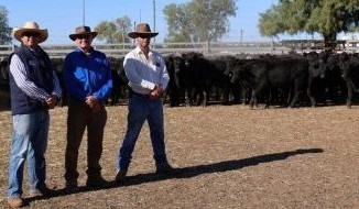 Roma sale 29 April 2025: Cattle numbers surge