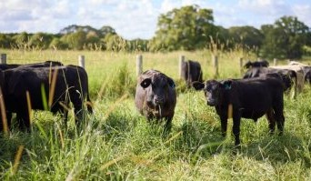 Demand for agistment on the rise, but careful planning needed
