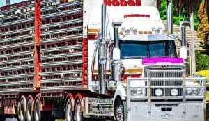 No 12: Hodge Livestock Transport