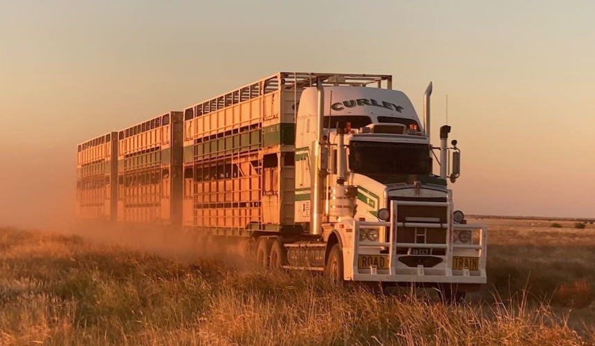No 3: Curley Cattle Transport