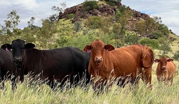 Movement at the Station: Properties for sale in Queensland