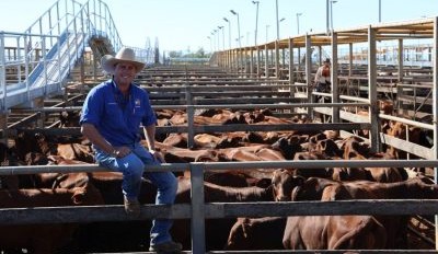 Roma sale 22 April 2025: Quality yarding with just over 2600 head