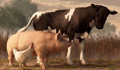 Beef still rules the roost in grain use by sector