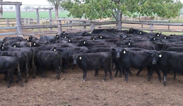 Heifer price lift highlight in 22,112 head AuctionsPlus offering  