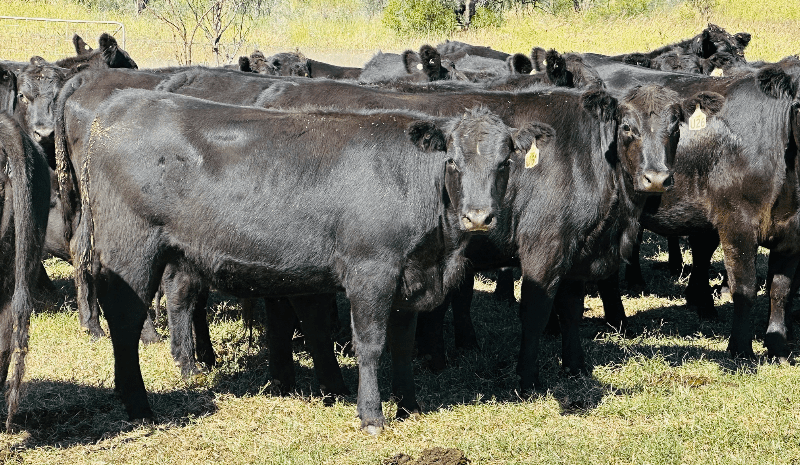 Breeding females and young heifers highlight in 13,500 head AuctionsPlus offering