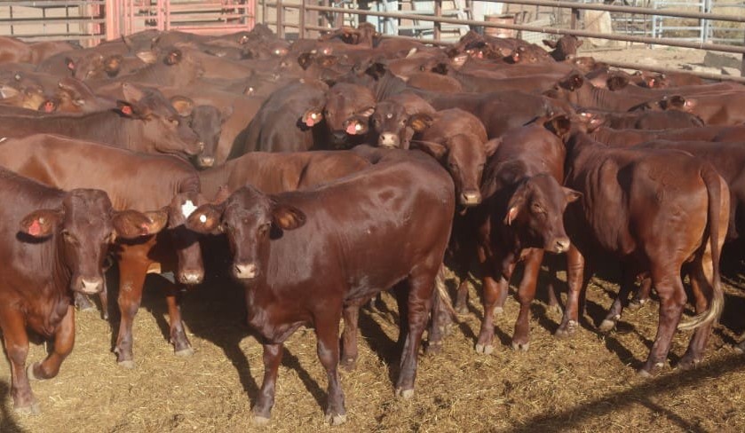 Steers stronger in smaller 11,983 head online offering