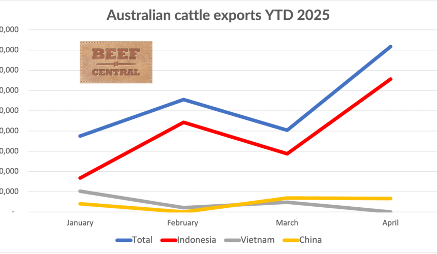 Cattle exports surpass 80,000 head in April