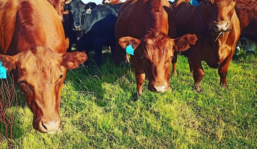 Feedlot trial a brush with success