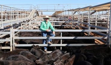 Roma sale 13 May 2025: Prices remain firm