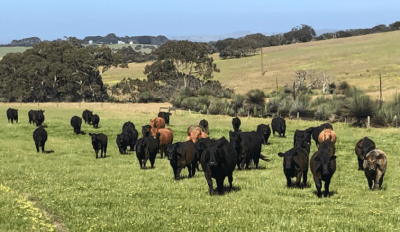 Movement at the Station: Recent property listings in NSW, ACT and SA