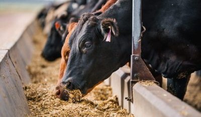 $45 million program launched to fast-track feedlot innovation and adoption