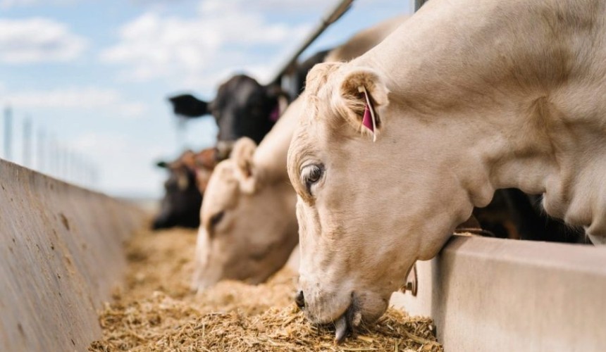 What is an LLI and why is it important for feedlots?