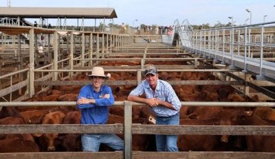 Roma sale 6 May 2025: Prices ease in smaller yarding