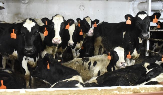 Mexico certifies arrival of more than 8000 Australian cattle since March