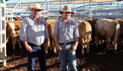 Roma sale 20 May 2025: Weaner offloads continue