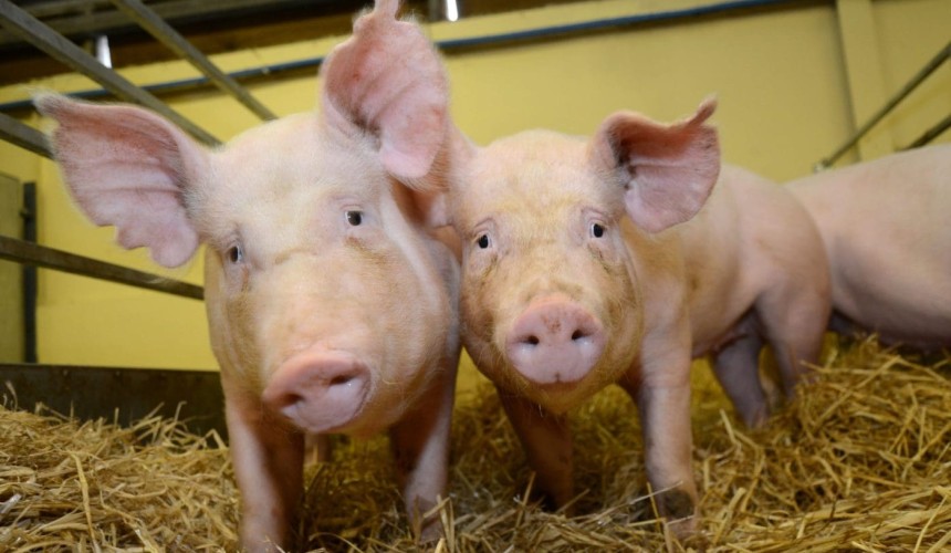 How a pig disease posed a hidden biosecurity trap for beef exports