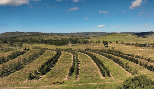 Coffey Cattle field day to give insight into growing forestry opportunities