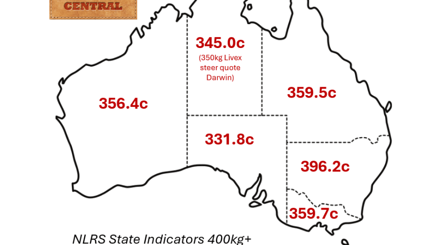 Feeder cattle market: Market softens as rain brings some optimism