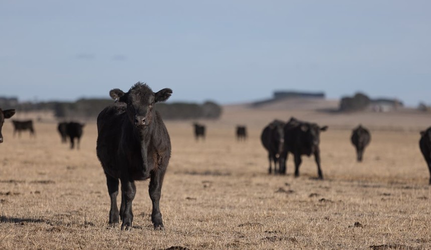 World Zoonoses Day casts light on Australia’s critically-important disease-free status