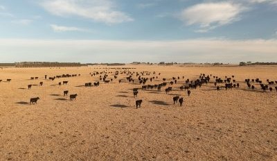 Mass exodus of southern cattle to Qld for greener pastures