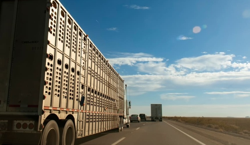 US suspends live cattle imports from Mexico