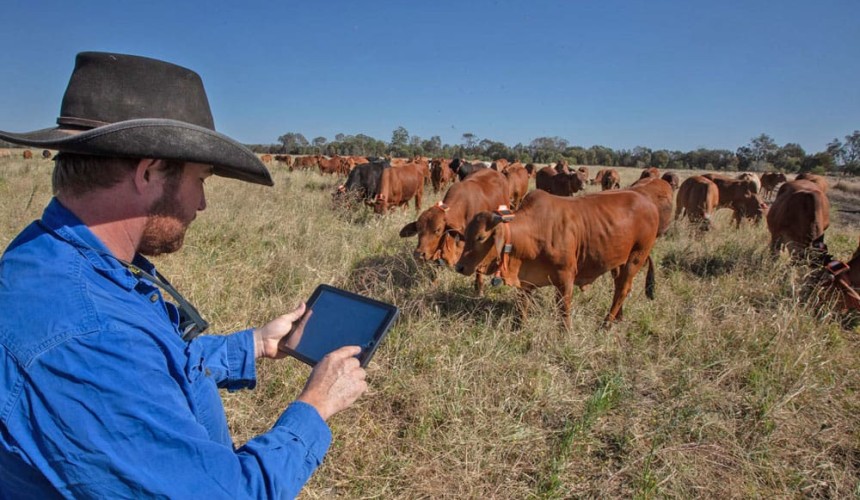 SA producers still blocked from proven technology as NSW green lights virtual fencing