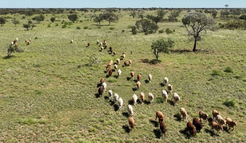 Producers hold cattle back in anticipation of stronger prices