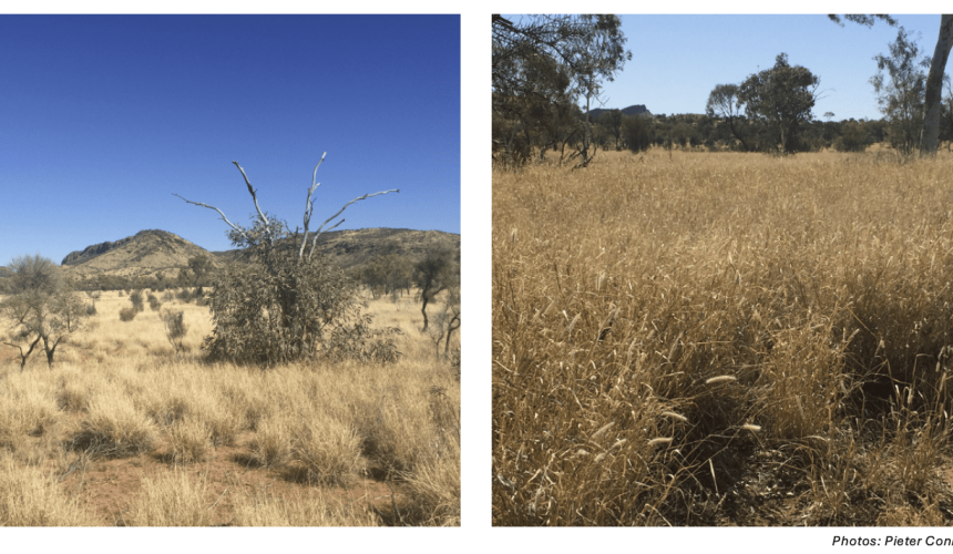 Proposed buffel grass Weed of National Significance nomination – have your say
